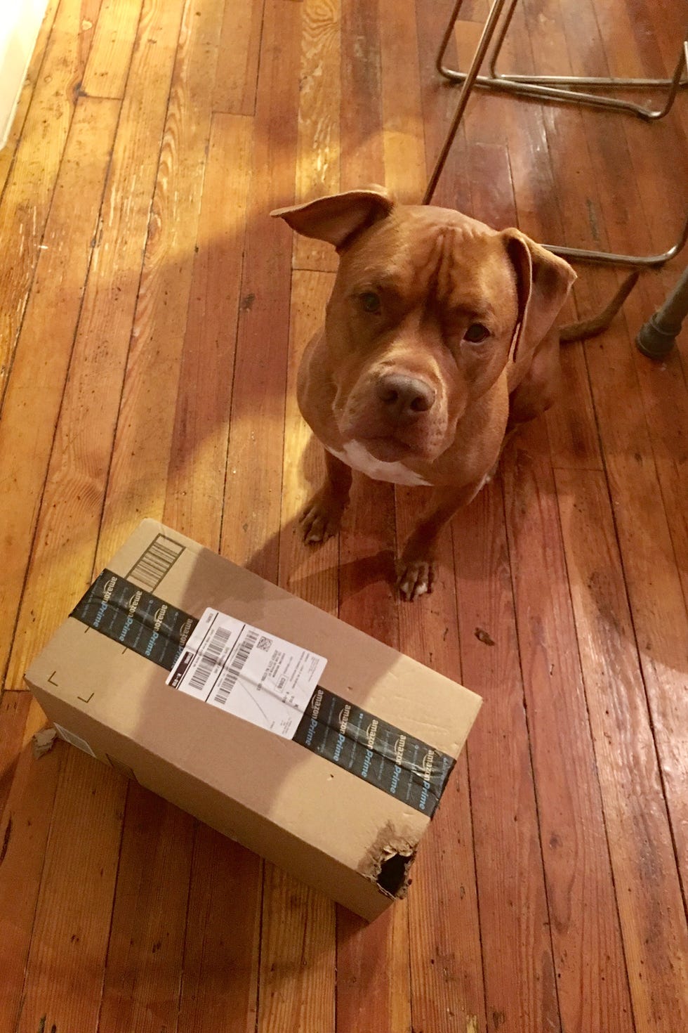 perro que ha mordido caja de cartón