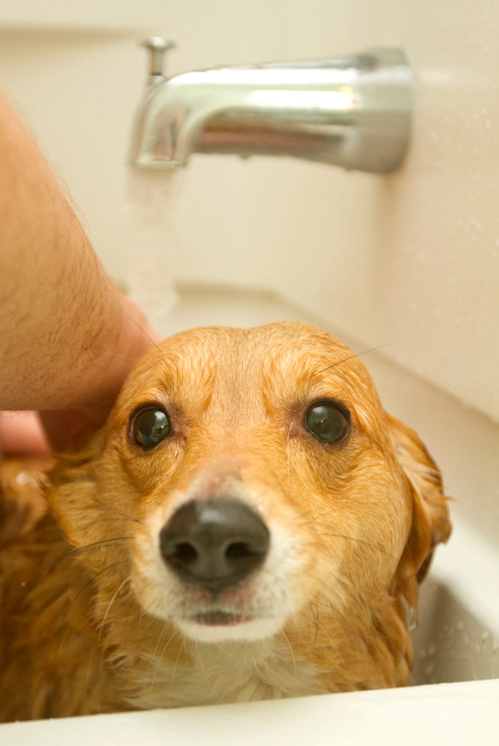 perro en la bañera