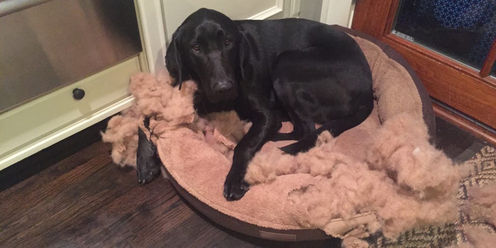 perro negro que se ha comido su cama