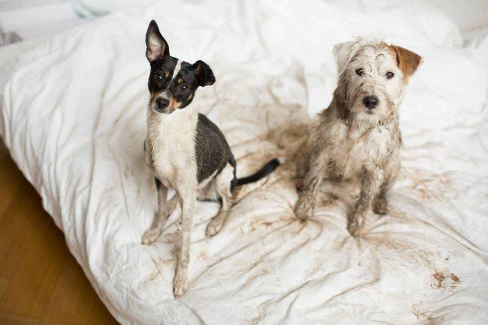 perros sucios de barro en la cama