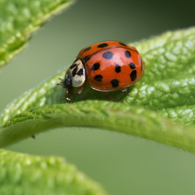 How to Get Rid of Ladybugs - How to Control Asian Lady Beetles