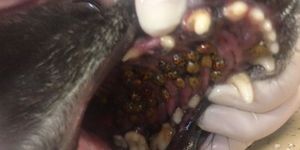 Ladybugs in Dog's Mouth