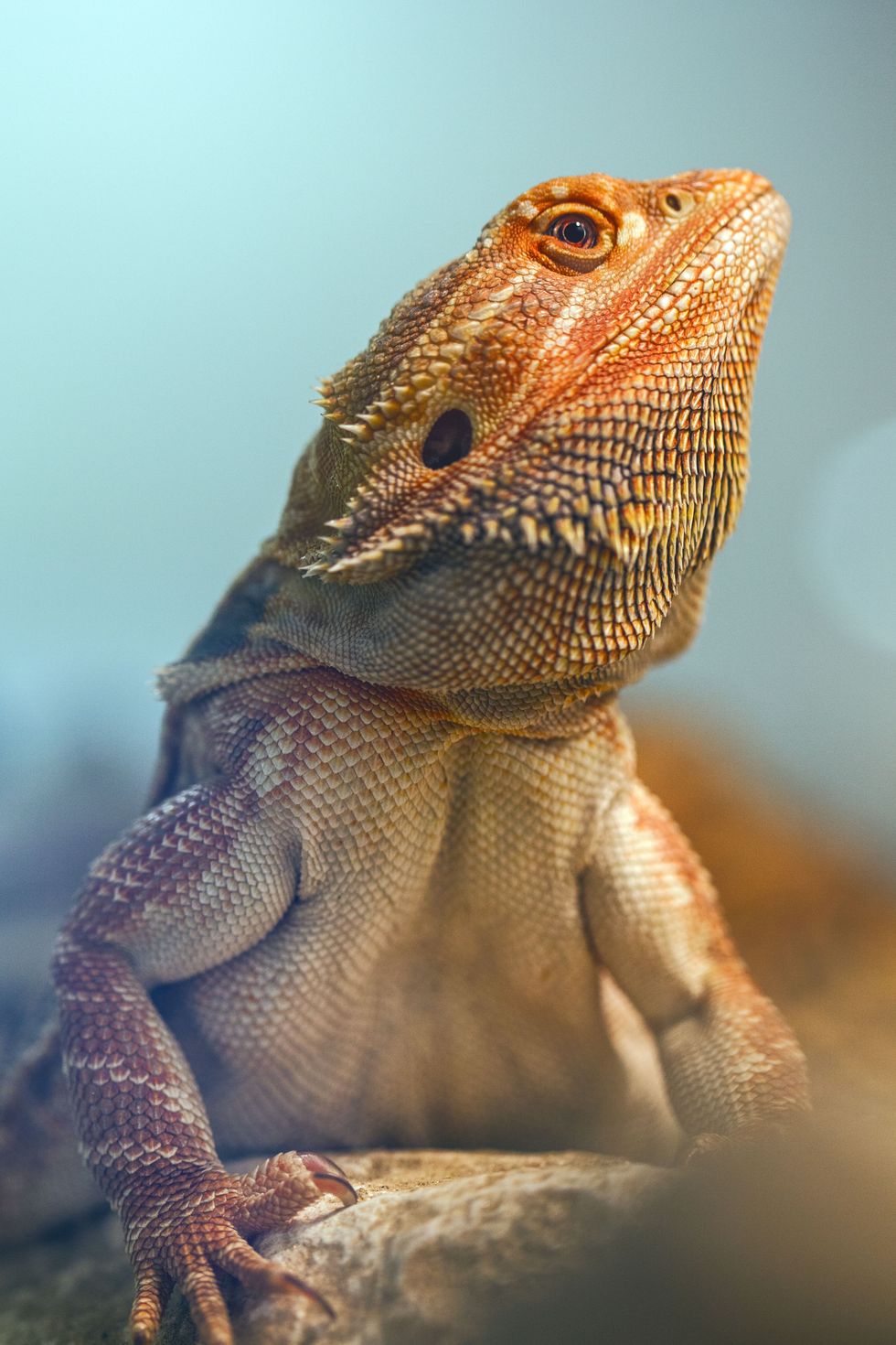 Are Bearded Dragons Good Pets? - SB Magazine