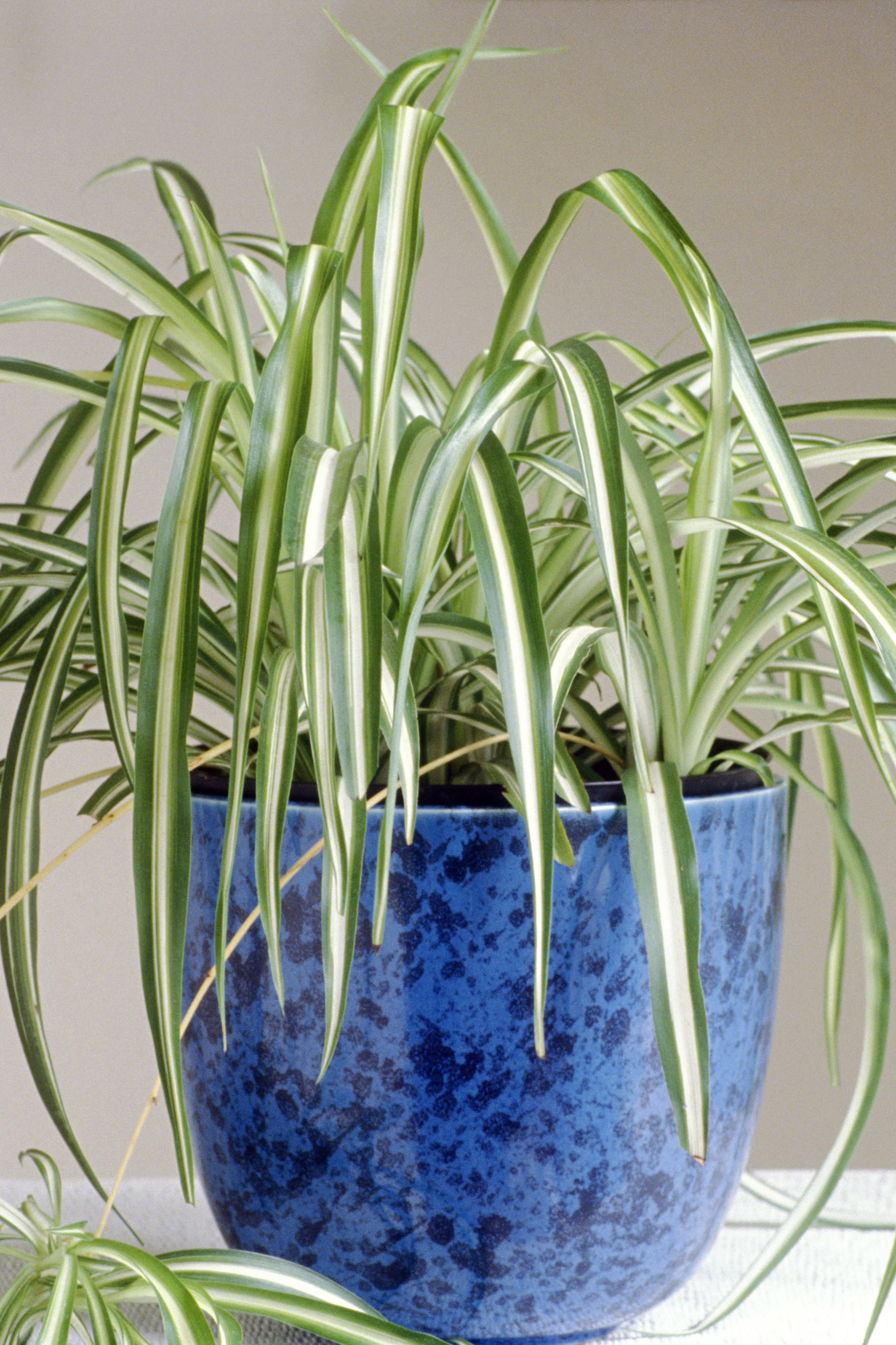 25 Easy Houseplants To Care For Indoor Plants