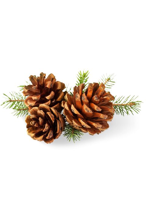 Natural material, Conifer cone, Ingredient, Produce, Pine family, Conifer, shortstraw pine, White pine, Fir, Pine, 