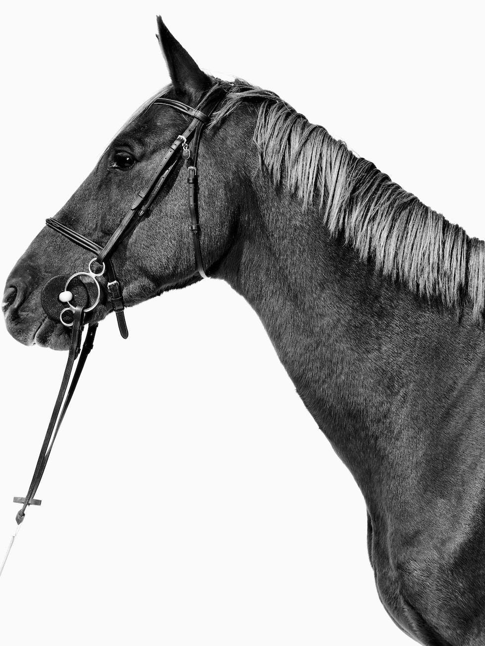 black and white photo of horse