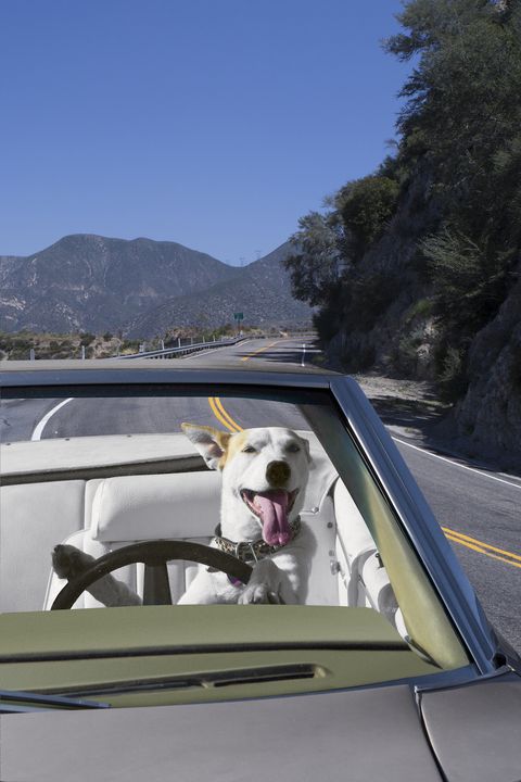 dog in a car on the road
