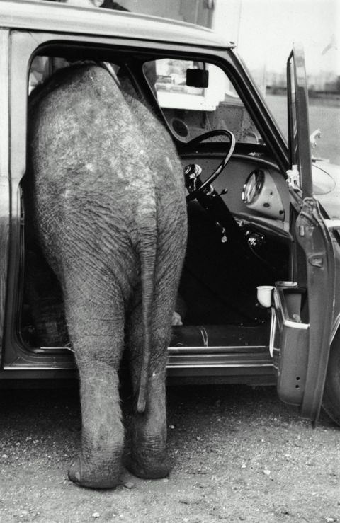 elephant in car