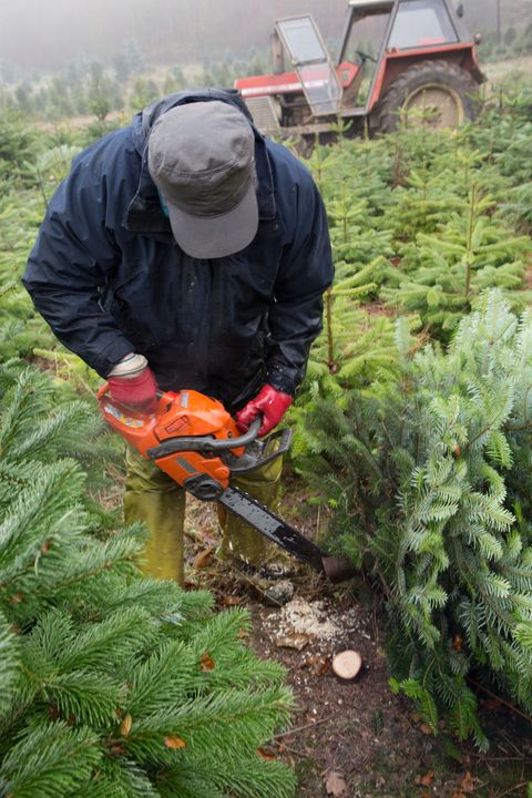 Tree Farm Employee