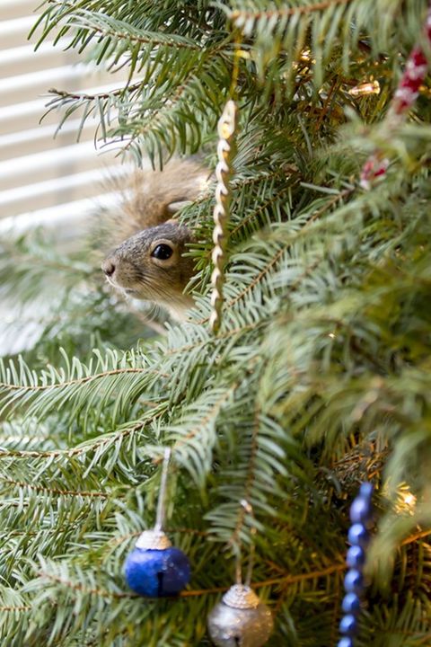 Squirrel in Tree