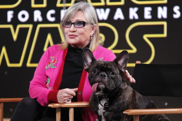 https://hips.hearstapps.com/ghk.h-cdn.co/assets/16/52/2560x1706/gallery-1482942758-carrie-fisher-and-gary.jpg?resize=640:*