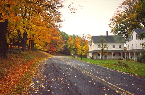 Deciduous, Branch, Road, Leaf, Tree, Road surface, Autumn, House, Amber, Residential area, 