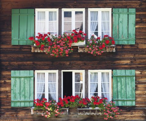 Window, Plant, Flower, Red, Wall, Facade, Leaf, House, Building, Petal, 