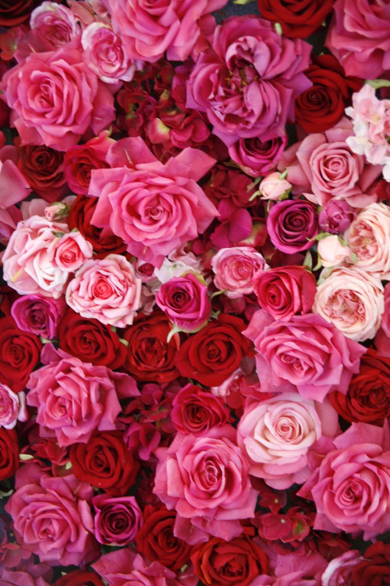 14 Rose Color Meanings - What Do the Colors of Roses Mean for Valentine ...