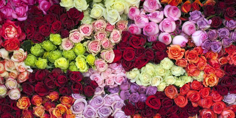 14 Rose Color Meanings What Do The Colors Of Roses Mean For Valentine 6800