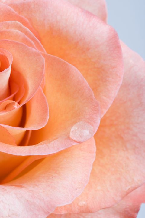 14-rose-color-meanings-what-do-the-colors-of-roses-mean-for-valentine