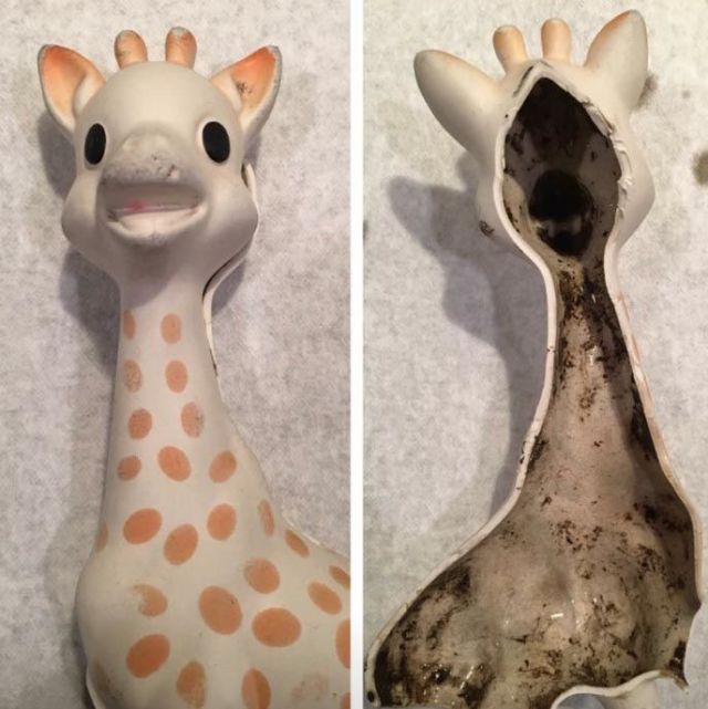 cleaning sophie the giraffe