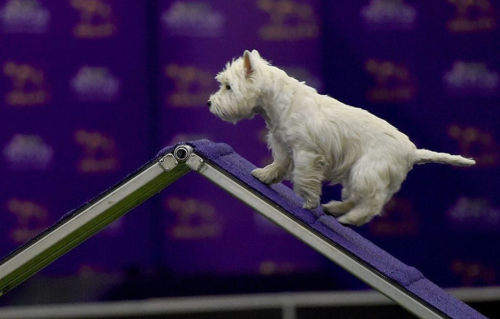 West Highland White Terrier