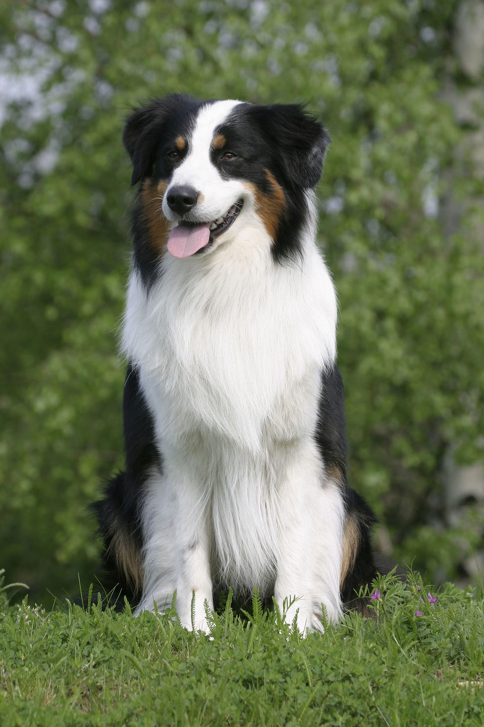 Australian Shepherd