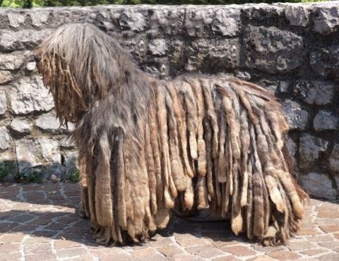 Westminster Dog Show