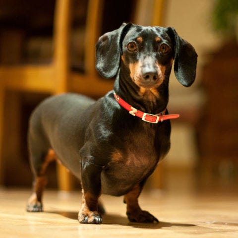 Dachshund