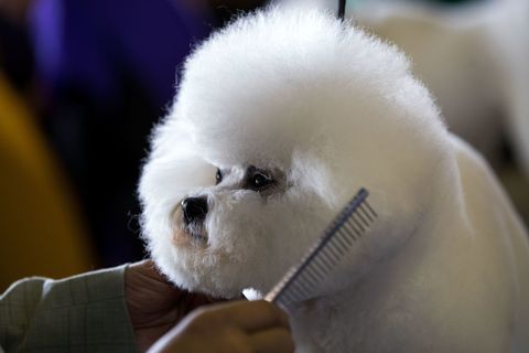 dog-hair-getty
