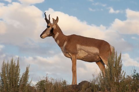 Vertebrate, Mammal, Wildlife, Antelope, Impala, Pronghorn, Cow-goat family, Terrestrial animal, Hartebeest, Gazelle, 