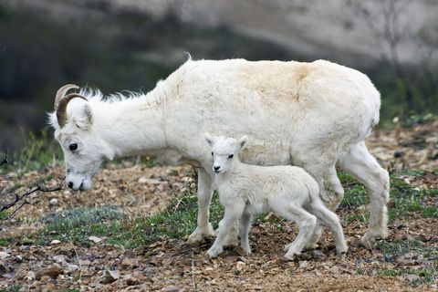 50 Stunning Animals From Our National Parks