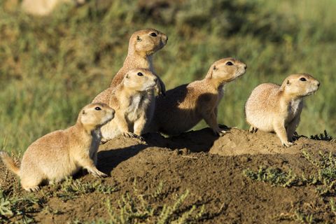 50 Stunning Animals From Our National Parks