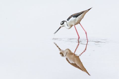 50 Stunning Animals From Our National Parks