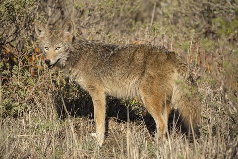 50 Stunning Animals From Our National Parks