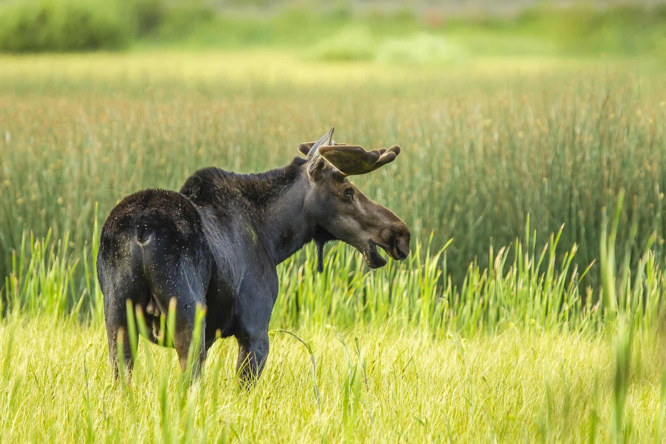 50 Stunning Animals From Our National Parks - 