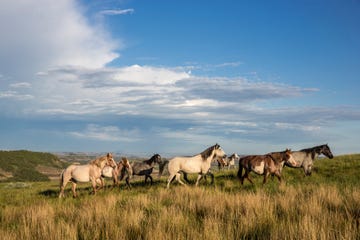herd, horse, pasture, grassland, sky, wildlife, natural landscape, ecoregion, cloud, mustang horse,