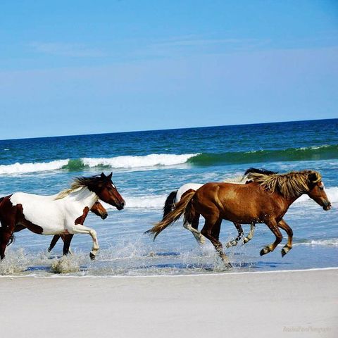 wild horses on beach