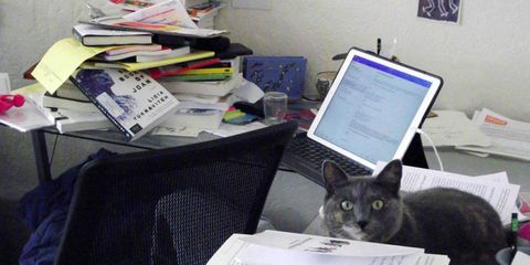 Electronic device, Vertebrate, Small to medium-sized cats, Laptop part, Carnivore, Felidae, Technology, Whiskers, Office equipment, Cat, 