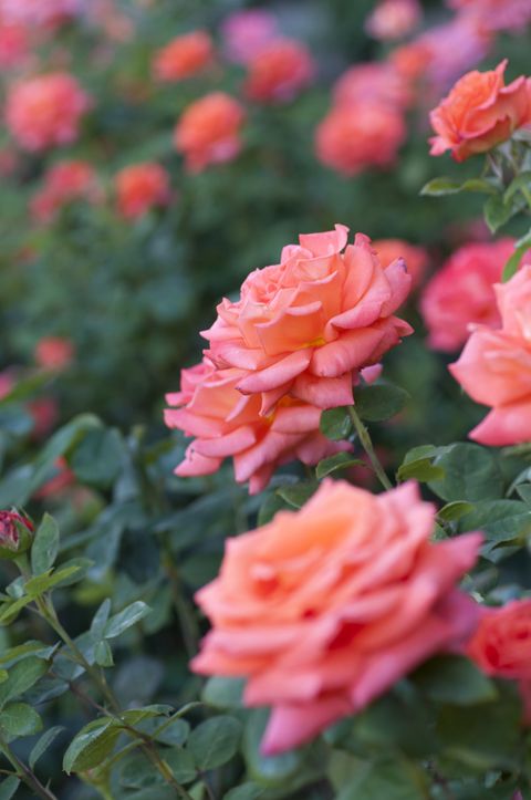 Flower, Flowering plant, Julia child rose, Petal, Pink, Garden roses, Floribunda, Red, Rose, Plant, 
