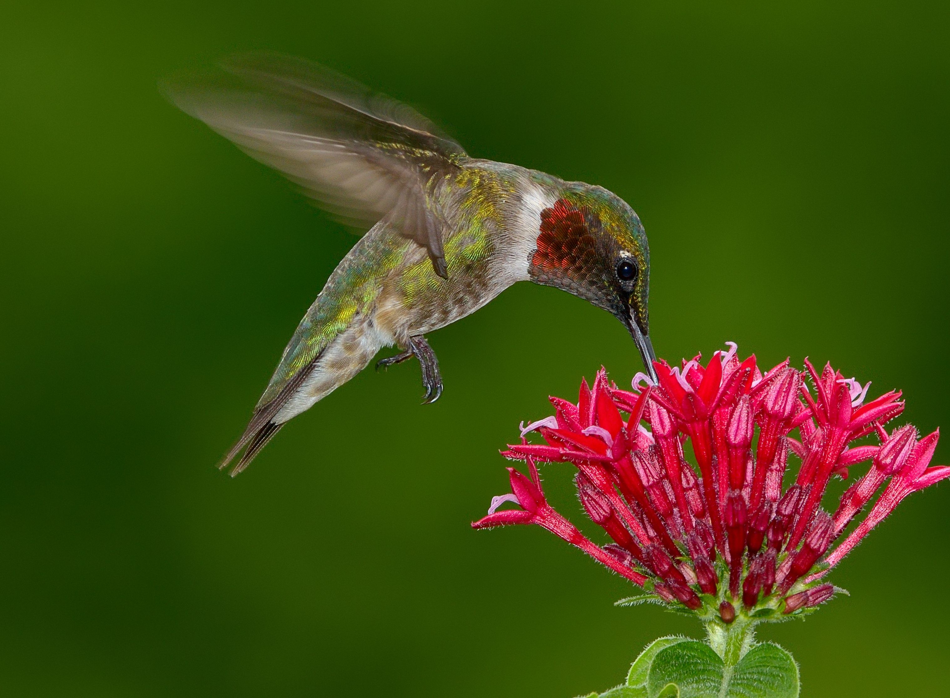 does red hummingbird food kill hummingbirds