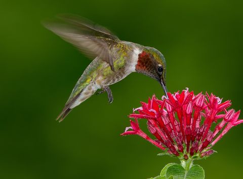 Hummingbird, Organism, Pollinator, Red, Flower, Bird, Adaptation, Woody plant, Wing, Beak, 