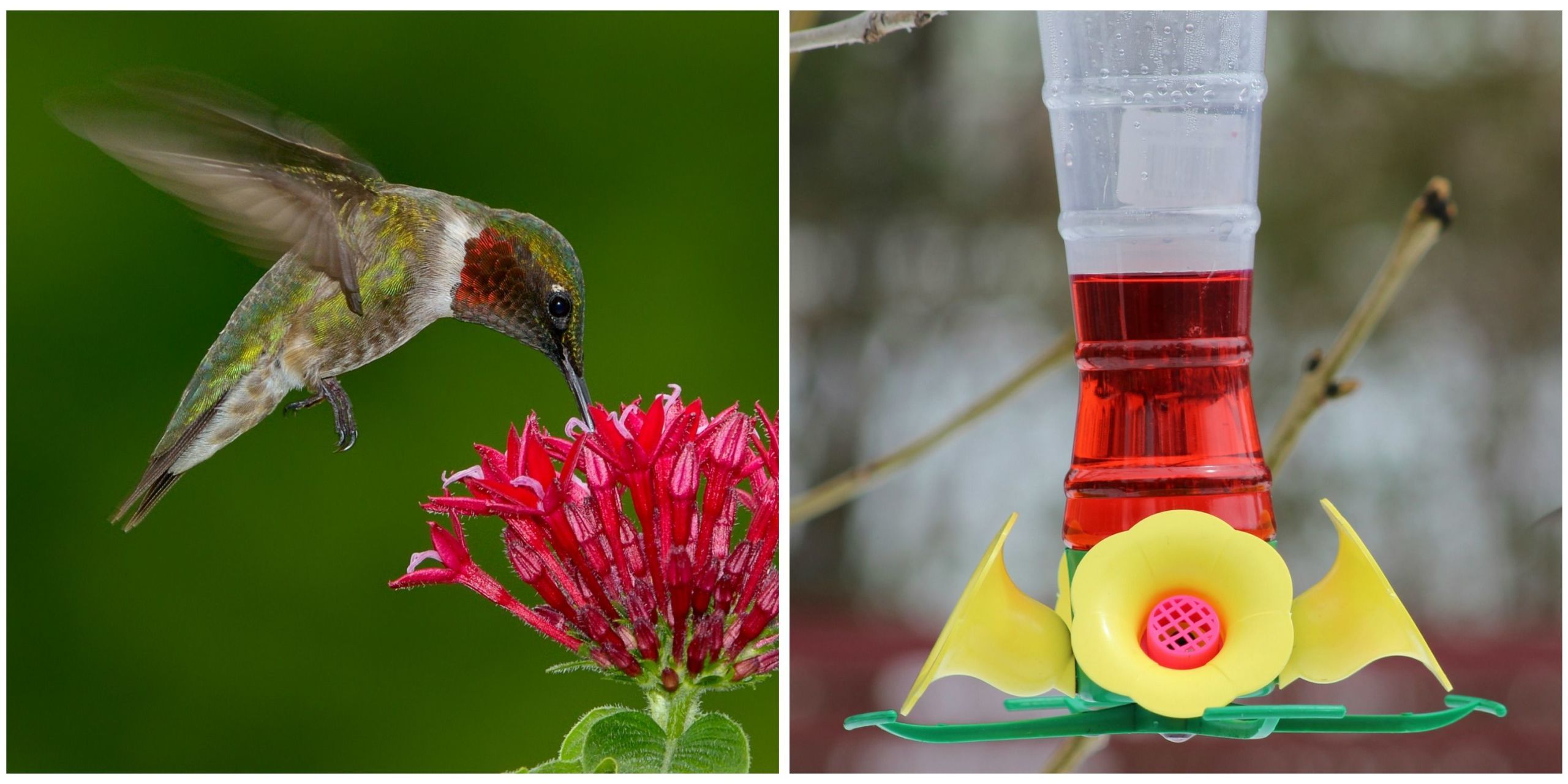 hummingbird food buy