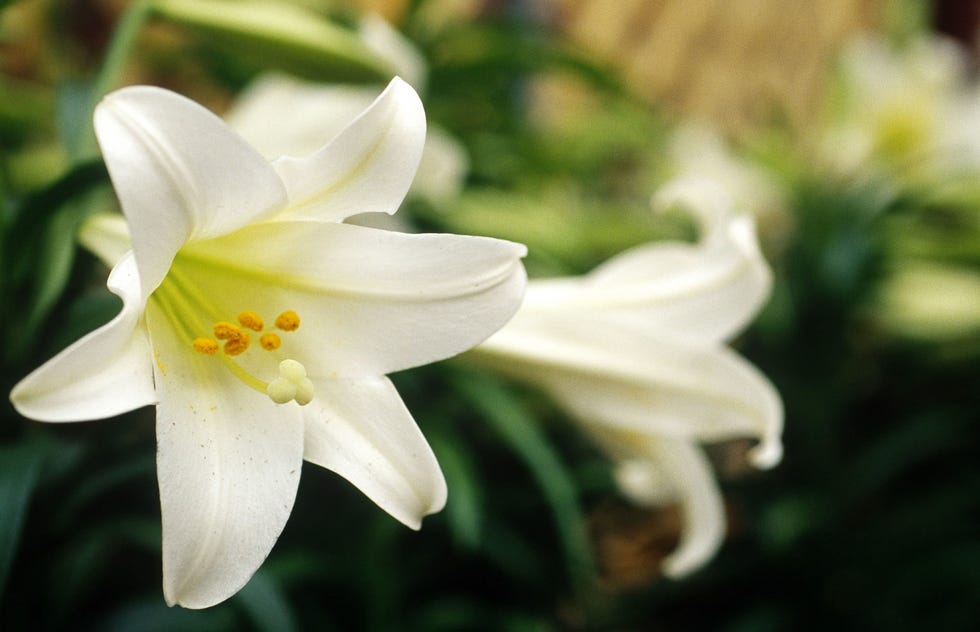 Easter Lilies Poisonous to Cats POPSUGAR Pets