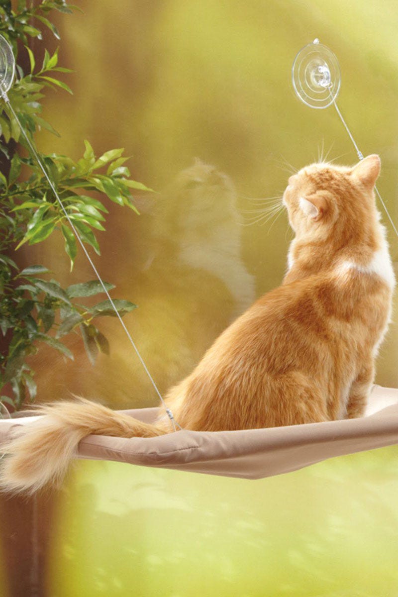 Cat, Mammal, Felidae, Small to medium-sized cats, Whiskers, Carnivore, Sunlight, Tail, Grass, Fawn, 