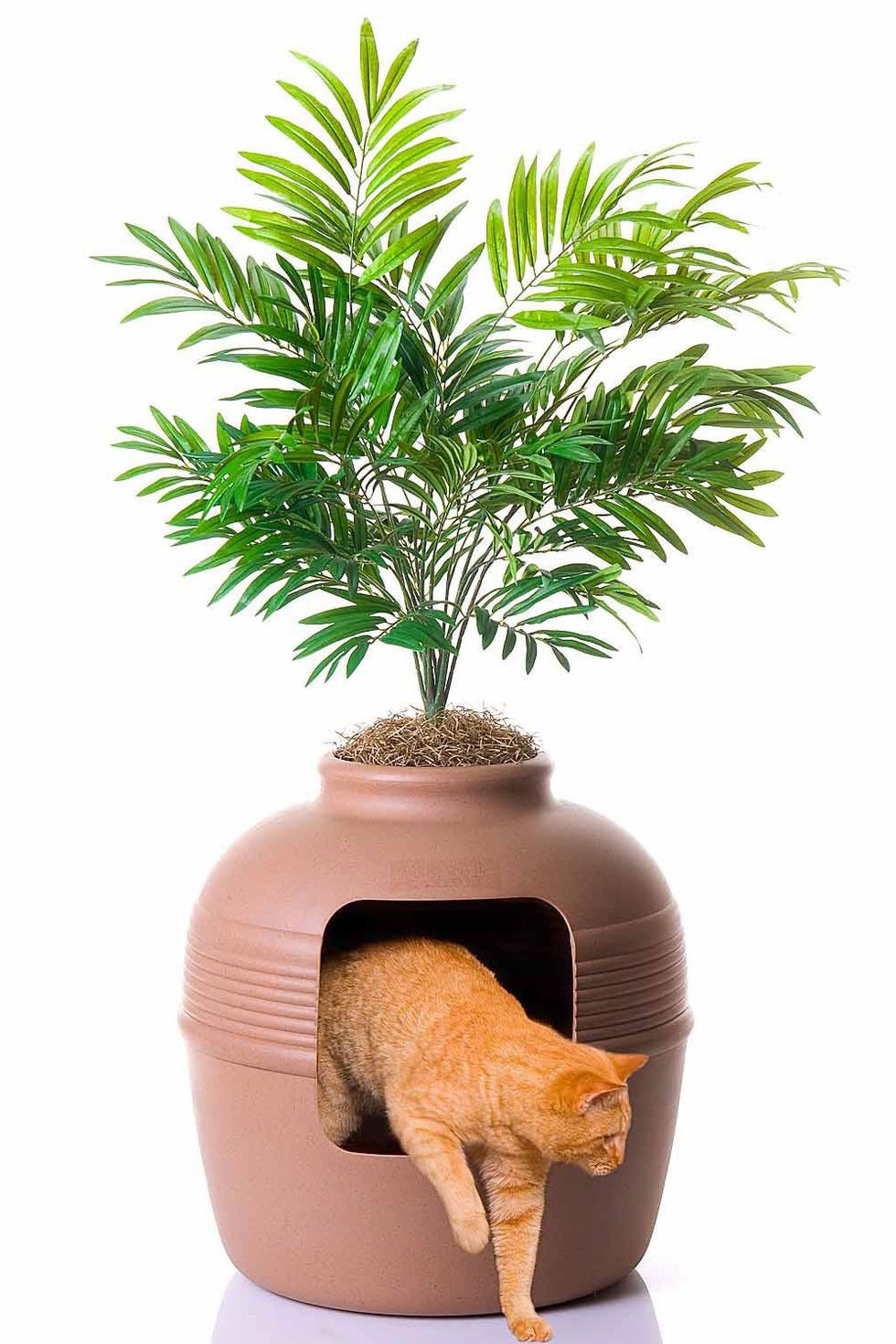 Flowerpot, Tree, Palm tree, Plant, Houseplant, Arecales, Woody plant, Cycad, Furniture, 