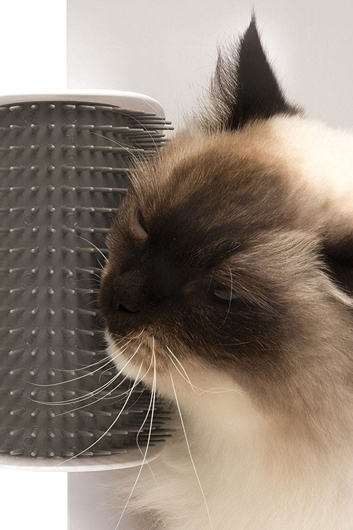 Cat, Small to medium-sized cats, Whiskers, Felidae, Birman, Snout, Nose, Close-up, Carnivore, Ragdoll, 