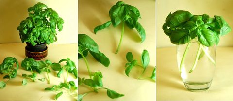 Green, Leaf, Flowerpot, Houseplant, Herb, Plant stem, Annual plant, Herbaceous plant, Transparent material, Herbal, 