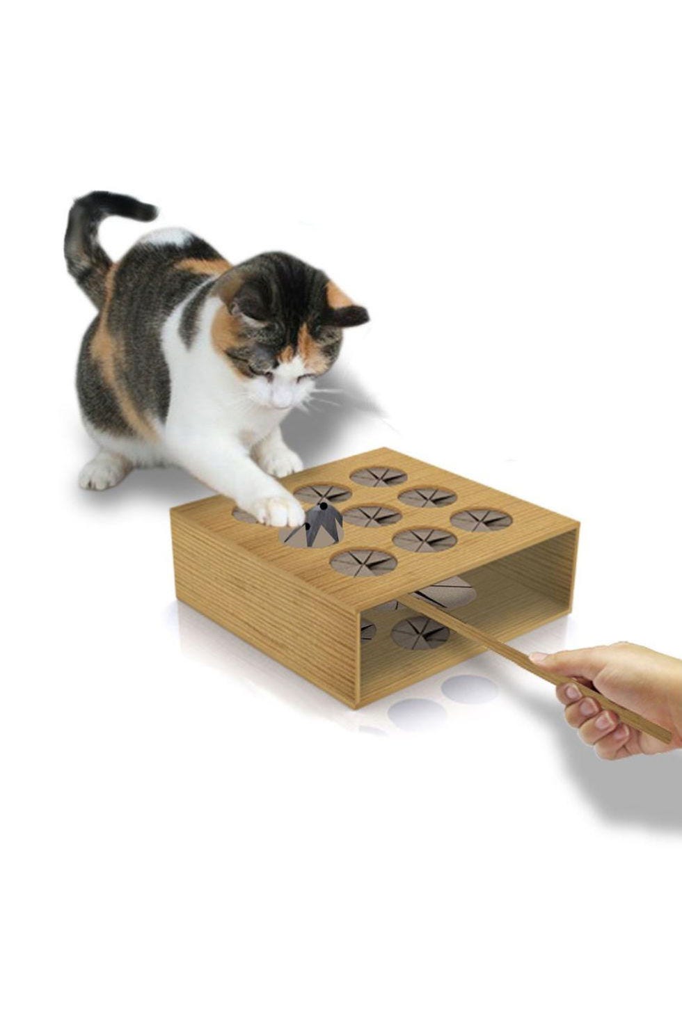 Vertebrate, Small to medium-sized cats, Carnivore, Felidae, Cat, Whiskers, Pet supply, Fur, Cat supply, Cat furniture, 