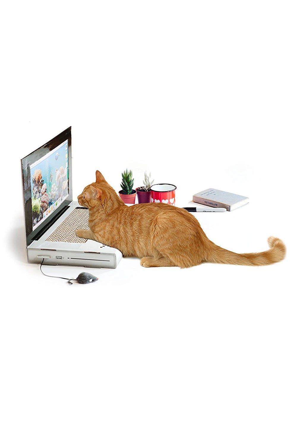 Felidae, Vertebrate, Cat, Carnivore, Small to medium-sized cats, Laptop part, Electronic device, Flat panel display, Laptop, Display device, 