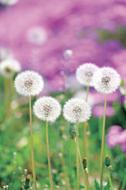 homemade weed killers