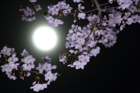flower-moon