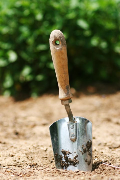 Soil, Trowel, Shovel, Tool, Plant, Garden tool, 