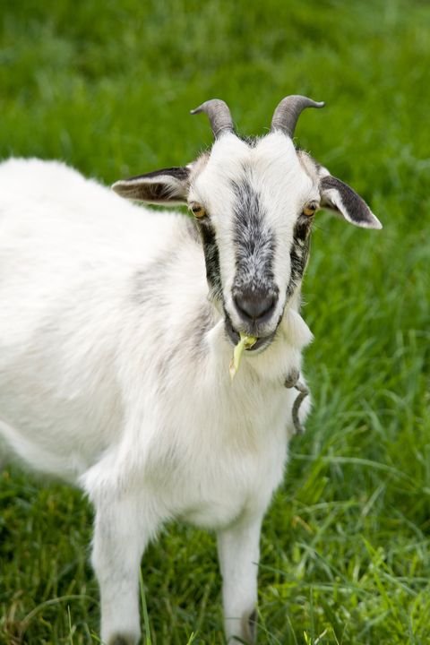 Goat, Goats, Vertebrate, Mammal, Feral goat, Pasture, Bathtub, Grass, Cow-goat family, Mountain goat, 